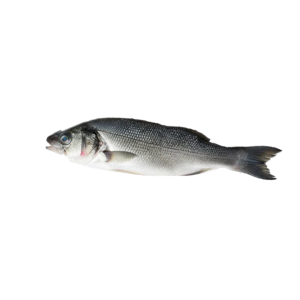 Bangamery / Sea Bass with Cut Head (~9kg)