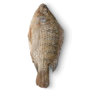 Whole Tilapia (8.16kg)